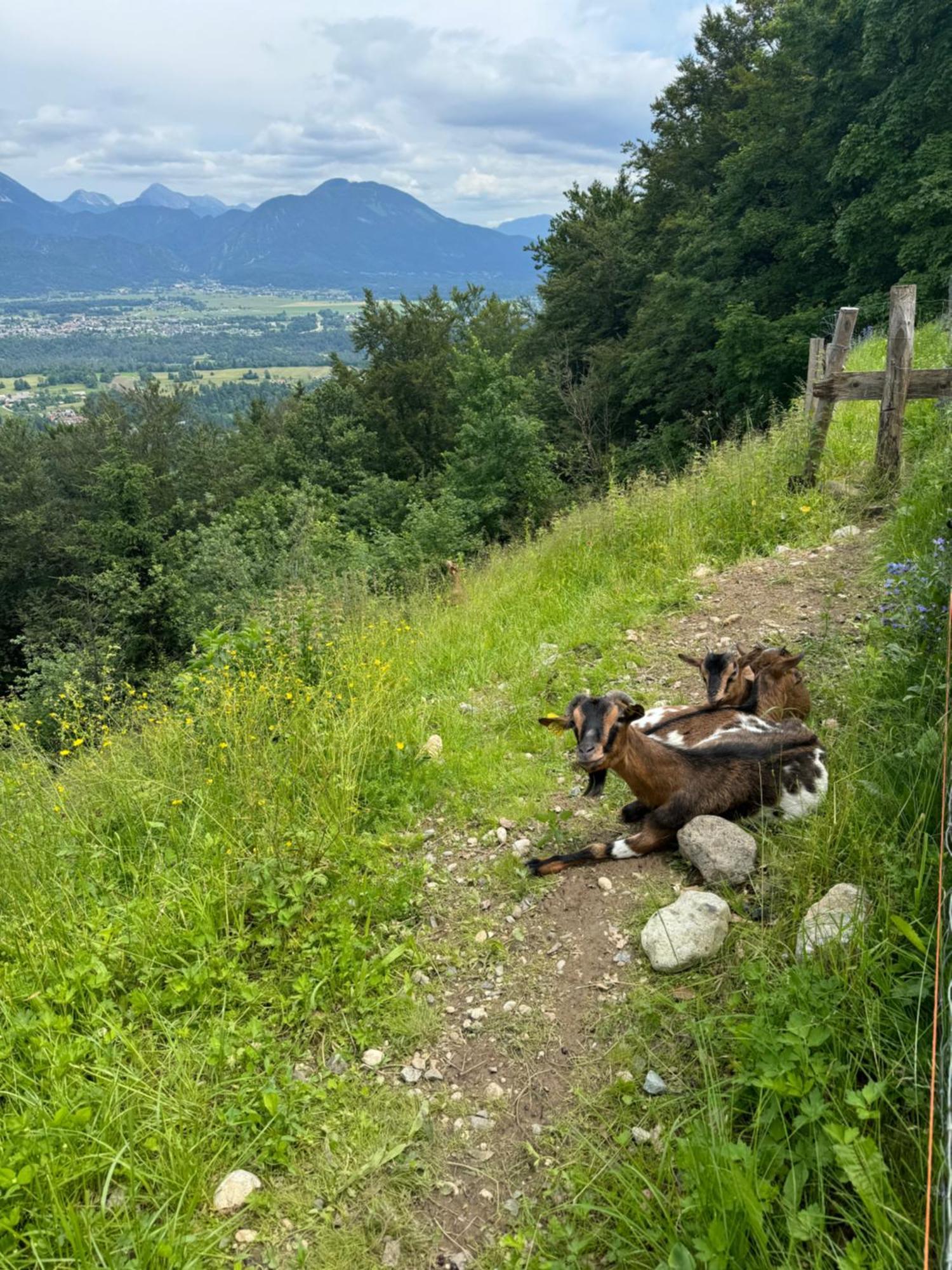 Koca Na Talezu Hotel Bled Luaran gambar